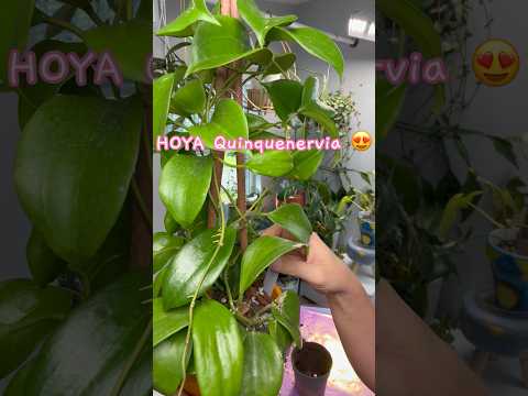 Hoya Quinquenervia #houseplants #hoya #plants #gardening #indoorplants #indoorjungle