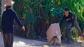 Famous Prank- Huge Box Prank Dog Sleeping Very Funny