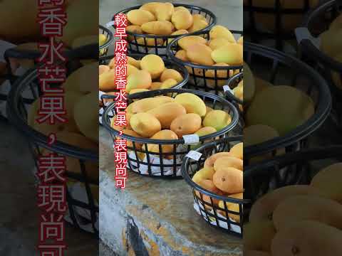 台南玉井，5月底的愛文芒果探險，今年的芒果結果率比屏東好一些，喜愛吃芒果的朋友可以期待。#愛文芒果 #玉井 #台南必吃 #fruit #台南美食 #水果