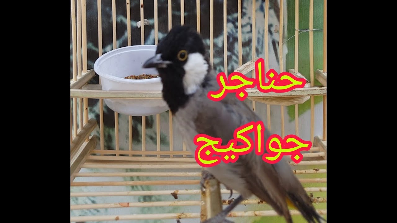 تغريد مخاليف وحشيه كاع جصان حناجر خشونه