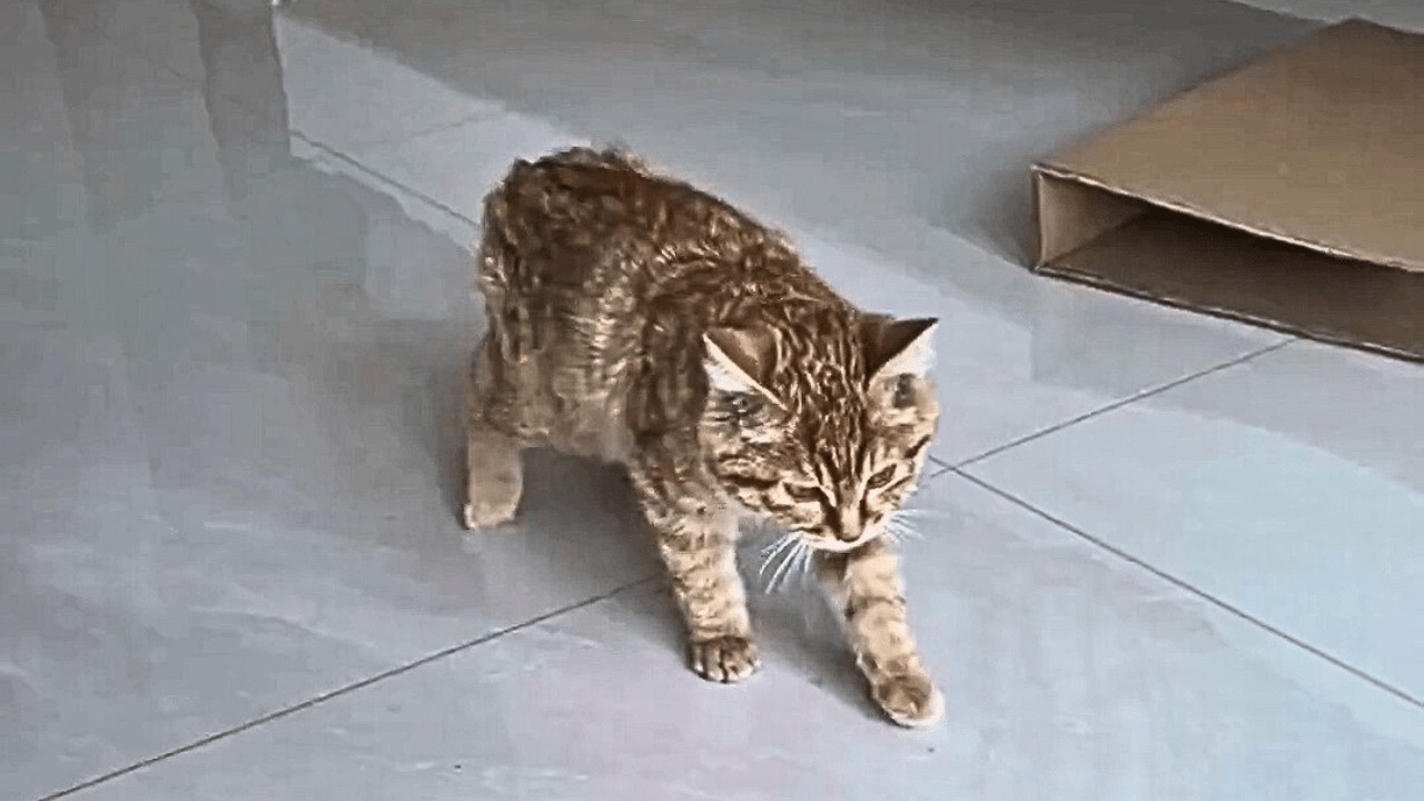 У дороги я нашёл умирающего бездомного кота. Врачи были бессильны, но любовь сотворила чудо!