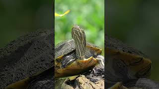 Butterfly Kisses Turtle