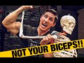 Working Out with Biceps Tendonitis (DON’T SKIP BICEPS!)