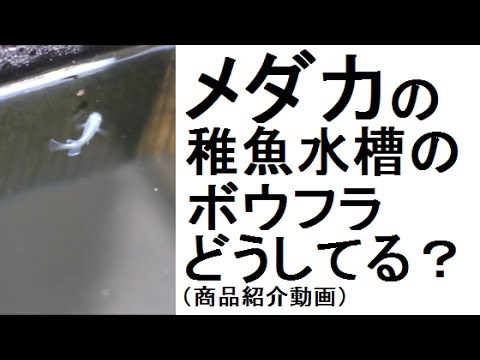 メダカの稚魚専用水槽のボウフラどうしてる 商品紹介 Youtube