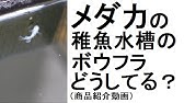 ボウフラ駆除 害虫駆除 メダカで蚊対策 大量のボウフラの中にメダカ１０匹を入れて実験してみました クリア水槽でメダカとボウフラの様子がすべてわかります ボウフラ動画の中で一番すごくわかりやすいです Youtube