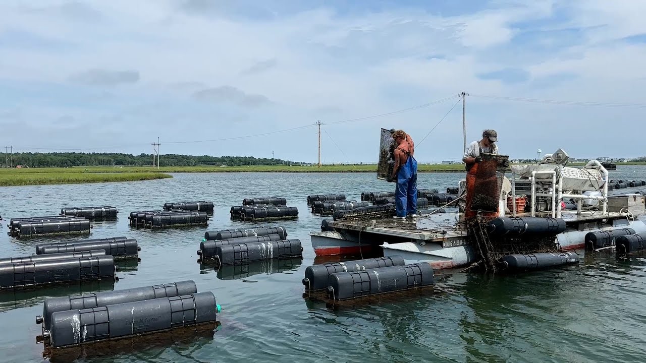 NH Chronicle: Swell Oyster Company