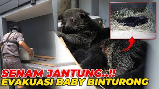 SENAM JANTUNG LAGI..! SELAMATKAN BABY BINTURONG DARI KEBANJIRAN...!!