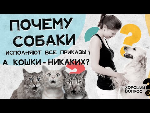Почему собаки выполняют все команды, а кошки - никаких? Хороший Вопрос