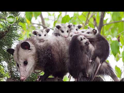 20 especies endémicas