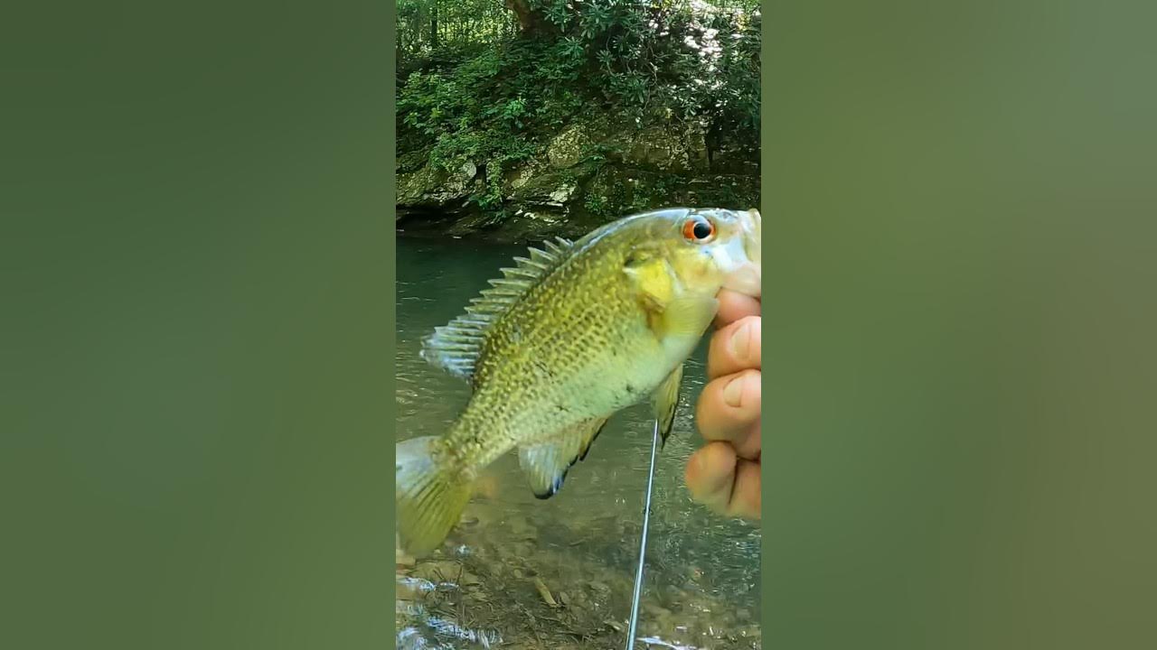 Rock bass YouTube