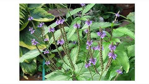 Mã tiên thảo, Verbena officinalis L.