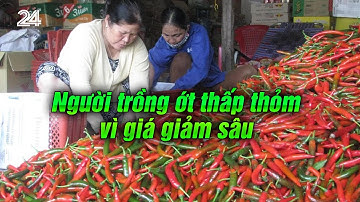 Người trồng ớt thấp thỏm vì giá giảm sâu | VTV24