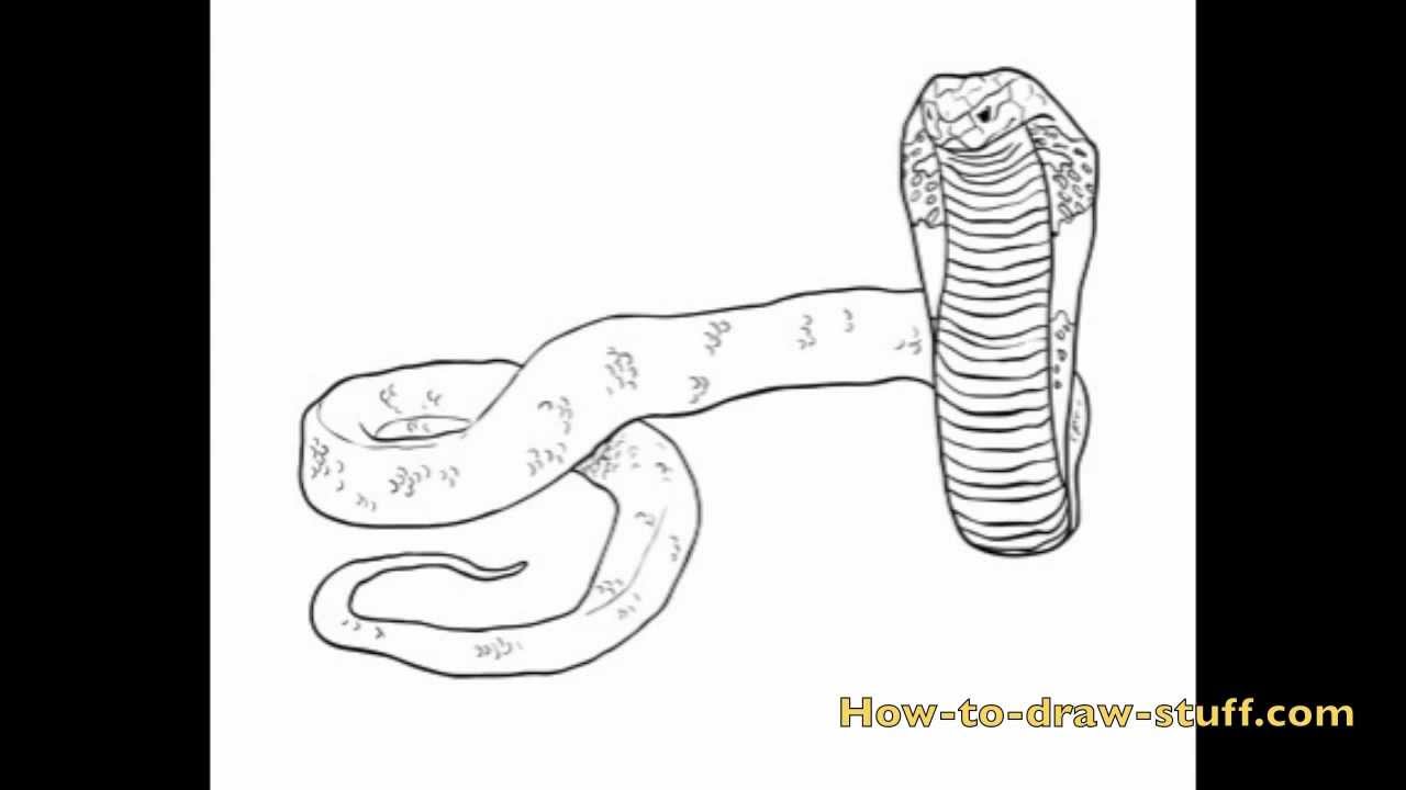 How to Draw a Cobra Step by Step - YouTube