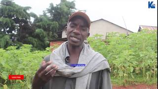 WAKULIMA WA ZAO LA ALIZETI ILEJE WAOMBA KUPATIWA ELIMU ILI KULIMA KILIMA KILIMO CHENYE TIJA.