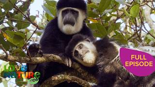 How Different Species Care For Their Young 🐣 | Parents in the Wild 102 Wealth