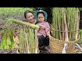 Single mother harvests bamboo shoots in heavy rain with the help of a woman  ly tieu ca