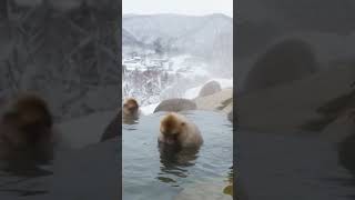 Monkey in North Pole go to swim||monkey🐒||#monkey #viral #ai