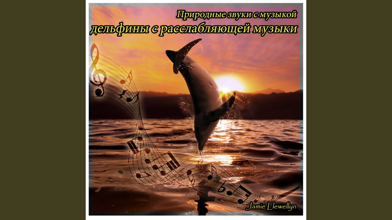 Песня дельфины. Звуки дельфинов без музыки. Песня про дельфинов. Песня дельфины в порт минус.