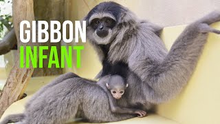 Snuggles For Baby Silvery Gibbon