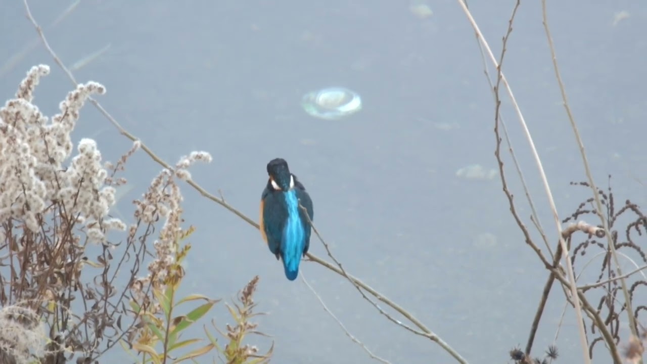 カワセミ動画その226(k2025 12 31 v) - YouTube