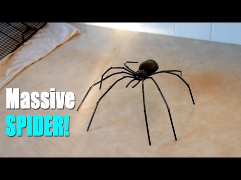 biggest-spider-ever?!