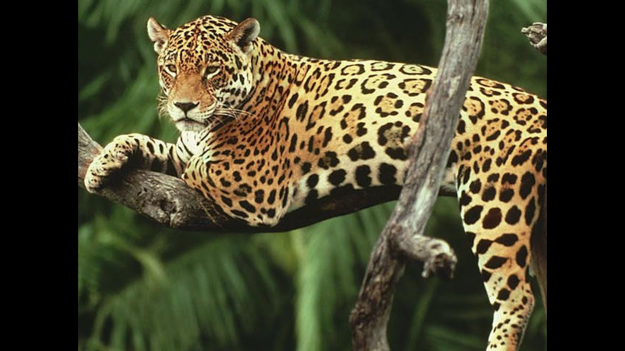 Strong, Powerful Jaguar In Mysore Zoo - YouTube