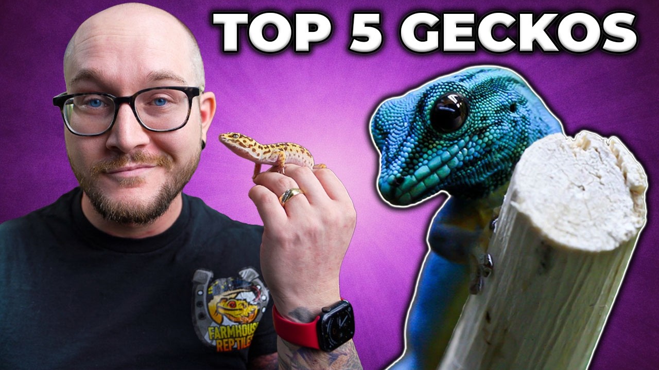 Top 5 BEST Pet Geckos