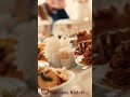 Gastro půjčovna nádobí Přerov.