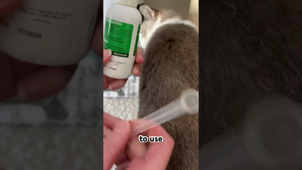 Welactin Review: Omega 3 Supplement for your cats skin and coat  