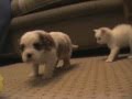 Poppy the puppy and friends and kitten