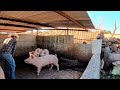 Suero de leche para las puercas | Cerdos Episodio #20