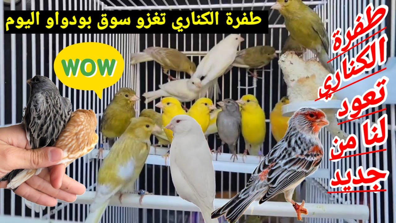 سوق بودواو الوجهة المثالية لبيع أو شراء الطيور الزينة : جميع أنواع الطيور الموجودة و بأحسن الأسعار !