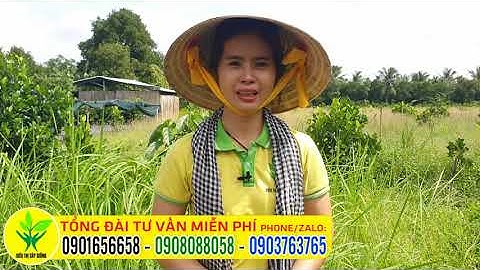 Trồng cây ăn trái NÊN CHÚ Ý GIỮ CỎ