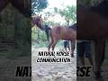 Communication and Approach Patterns: Observation of Natural Horse Behavior🐴 #shorts