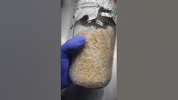 How to Make a Grain Spawn Master Jar for Mushroom Cultivation!🍄#mushroom #farmer #fungi #mycology