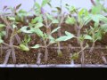 Step by Step: Growing Tomatoes from Seed