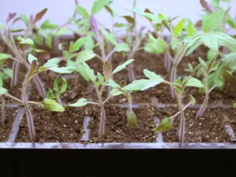 Video: Tomato Seedlings, Including On What Day The Tomatoes Germinate And How To Check The Seeds Before Planting