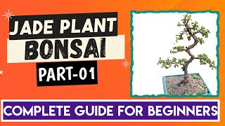 Creating a jade bonsai: a delicate art of natural elegance | guide to dwarf jade bonsai