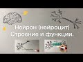 Нейрон - клетка нервной ткани.