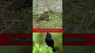 Papa capim Raro Todo preto