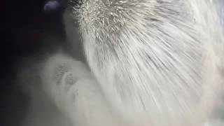 Cfbc bed fluidization