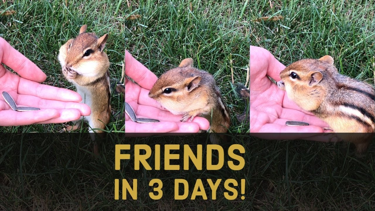 How To Become Friends With A Chipmunk In 3 Days!