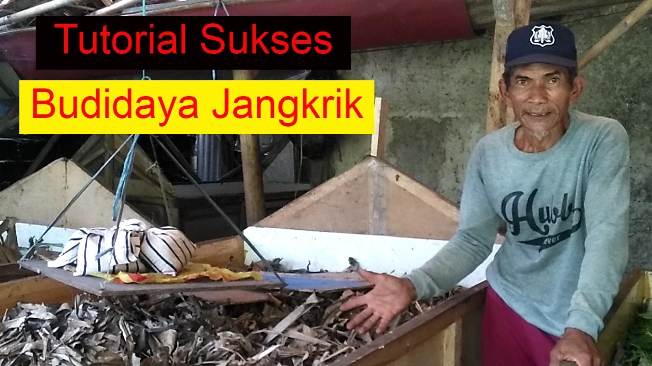 Tutorial Sukses Budidaya Pembesaran Jangkrik 