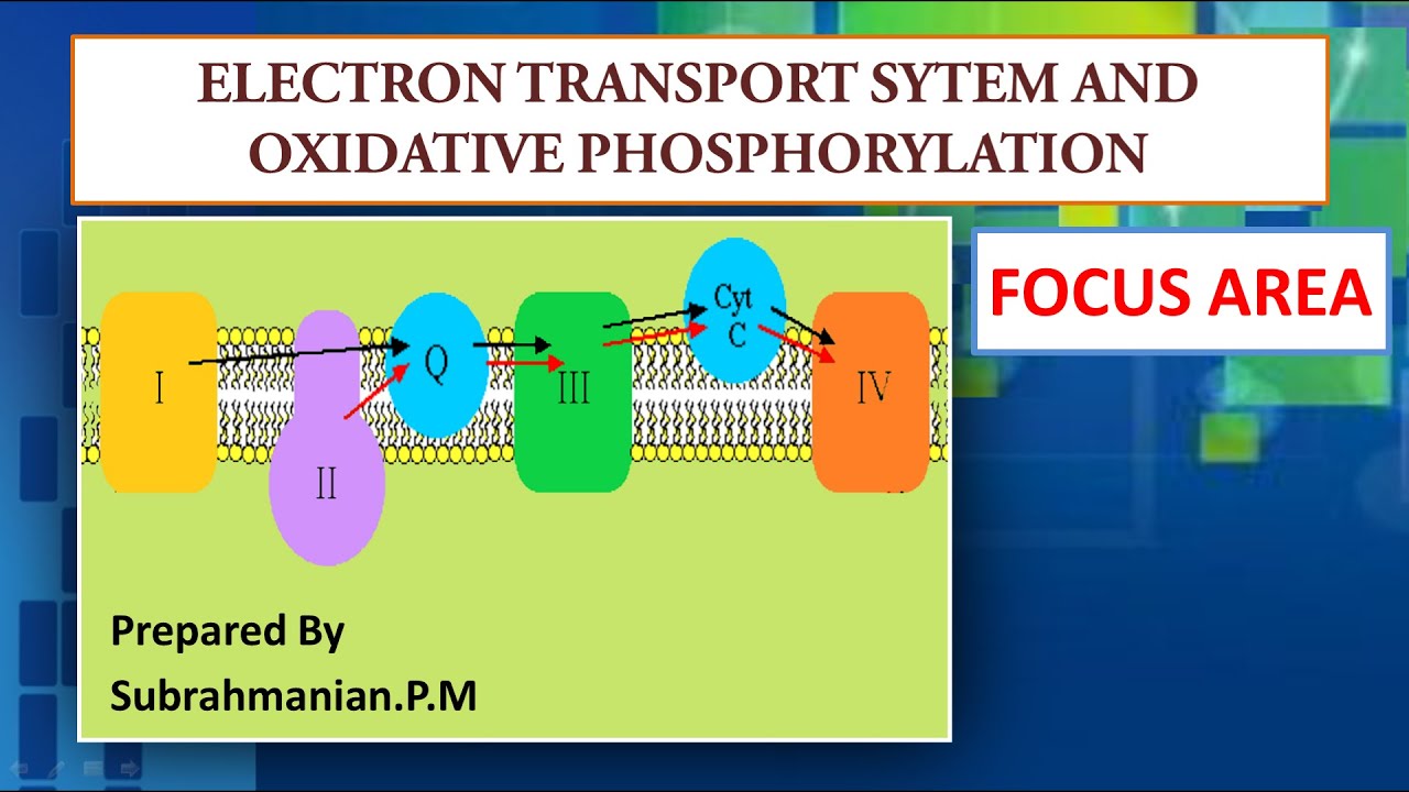 XI BIOLOGY/FOCUS AREA -56/RESPIRATION/ELECTRONTRANSPORT SYSTEM