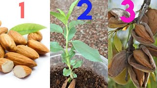 ബദാം ഇനി വീട്ടിൽ വളർത്താം /Grow Almond At Home (Malayalam)