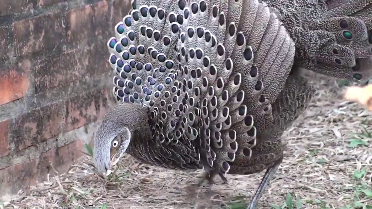 Male Grey Peacock pheasant dancing before the female 