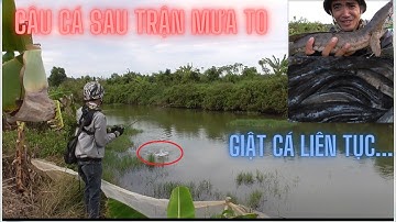 Sau cơn mưa thật to, lấy con này ra câu cá lóc, quăng ra là lụm..quá đã quá phê - Vinh Ròm