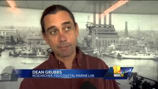 Experts Meet To Discuss Future Of Cownose Rays