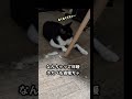 冬が来た❄#ミニピン #猫のいる暮らし #冬支度 #犬と猫のいる暮らし