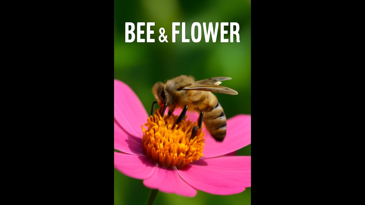 "Bee & Flower | The Beautiful Connection Between Nature’s Creatures" 